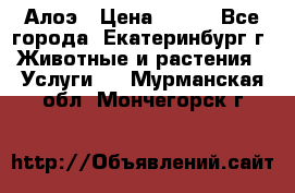 Алоэ › Цена ­ 150 - Все города, Екатеринбург г. Животные и растения » Услуги   . Мурманская обл.,Мончегорск г.